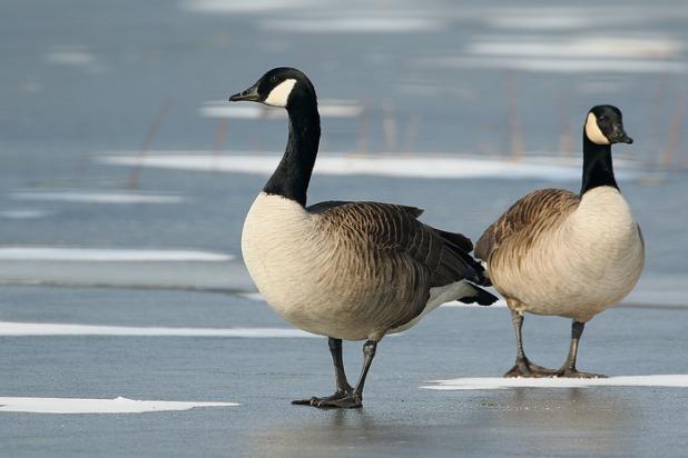 Grote Canadese gans - Waarnemingen.be - Herman Blockx