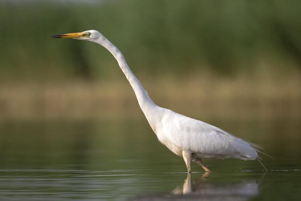 Grote zilverreiger - Luc Meert