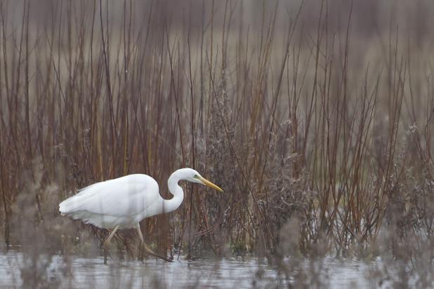 Grote zilverreiger - waarnemingen.be - Koen Lepla