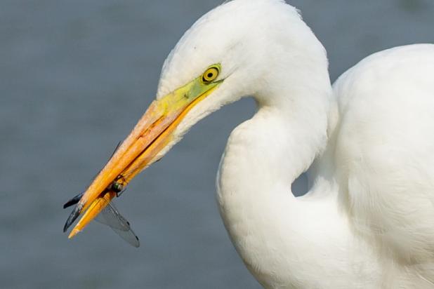Grote zilverreiger - waarnemingen.be - Marc Tielemans