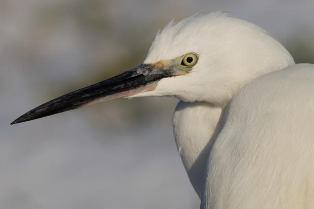 Kleine zilverreiger - waarnemingen.be - Filip De Ruwe