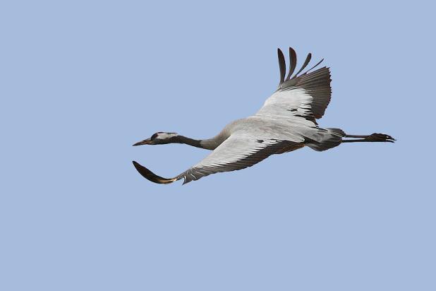 Kraanvogel - waarnemingen.be - Glenn Vermeersch