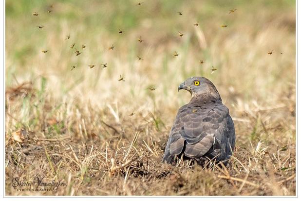 Wespendief - waarnemingen.be - Shooter Vanwalleghem