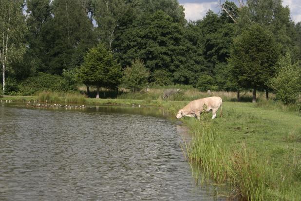 Visvijvers Pauwels - Koe dat drinkt uit de vijver