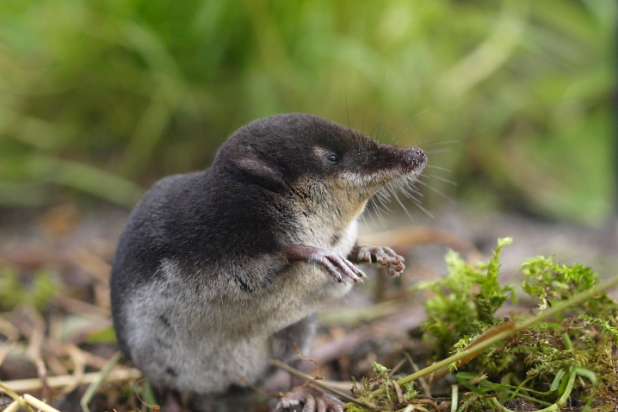 Waterspitsmuis