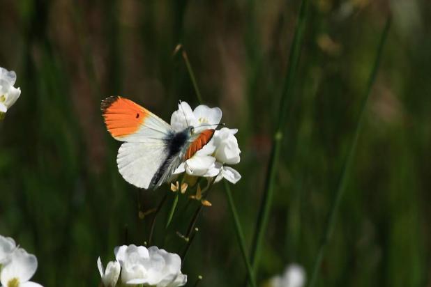 Oranjetipje op pinksterbloem