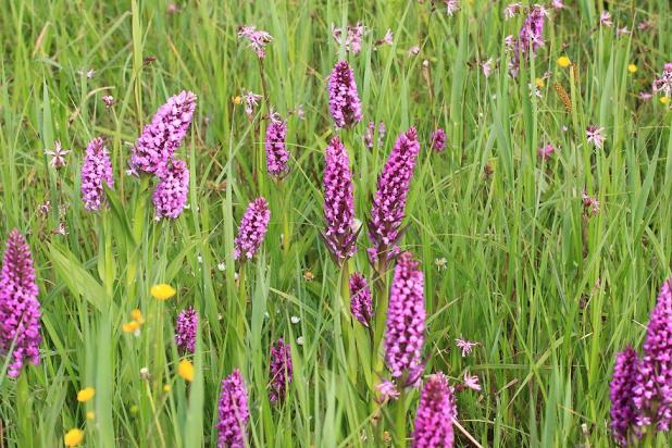orchideeveld zwhk