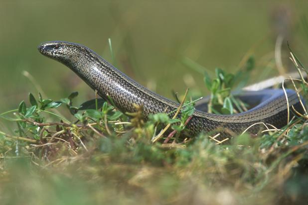 Hazelworm - Hugo Willocx