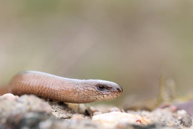 Hazelworm - Kevin Feytons