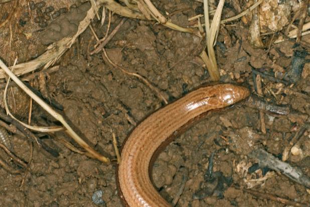 Hazelworm - Leo Vaes
