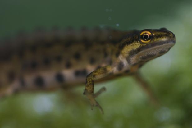 Kleine watersalamander - man - Theo Geuens