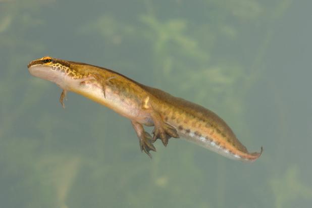 Vinpootsalamander - Hugo Willocx