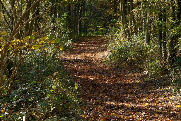 Wandelpad herfst