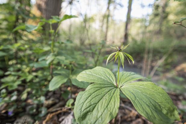 Eenbes in de Vinderhoutse Bossen