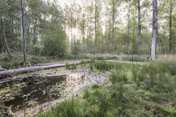 Vinderhoutse Bossen