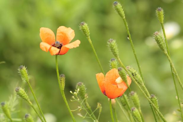 Ruige klaprooks_Shutterstock