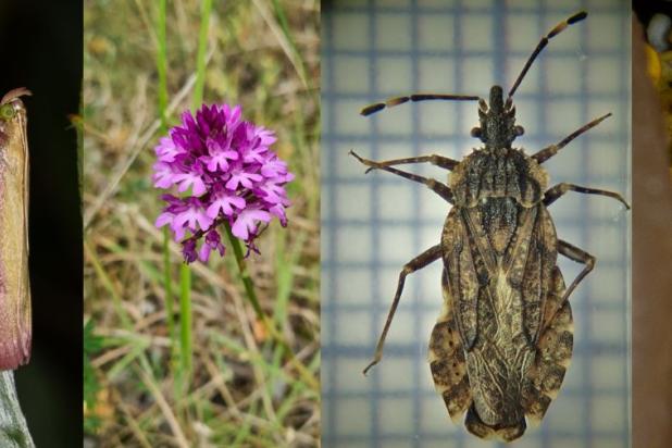 Compilatie soorten Bos van Aa