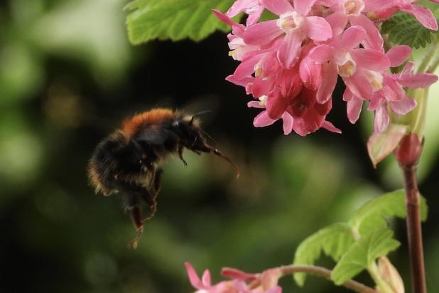 Bij - Akkerhommel - Waarnemingen - Koenraad Bracke