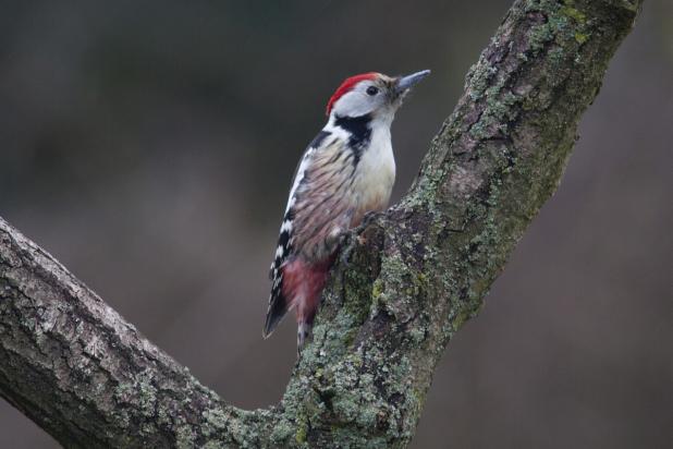 Middelste Bonte Specht