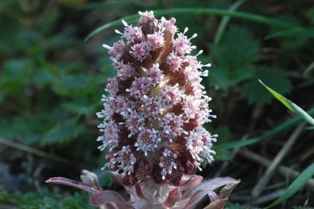 Groot Hoefblad bloem