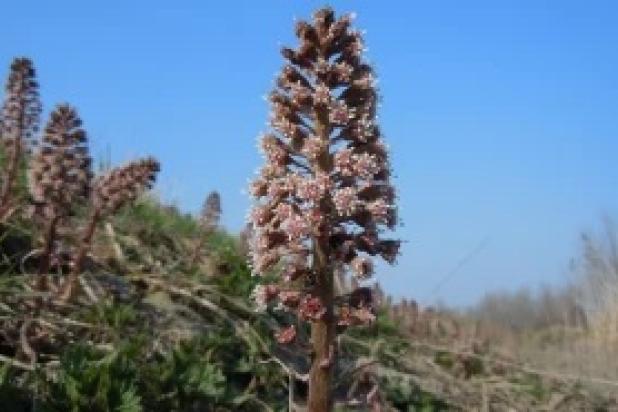 Groot Hoefblad bloem