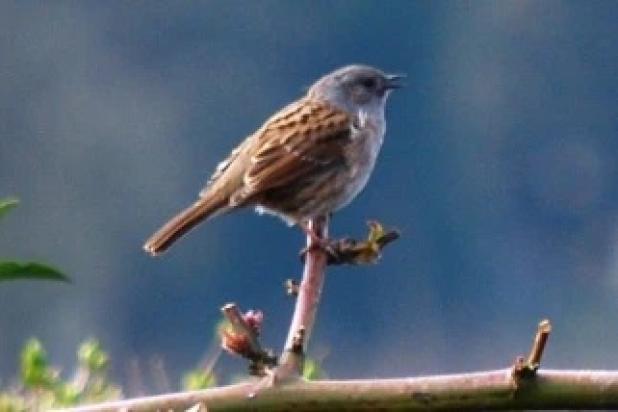 Heggenmus