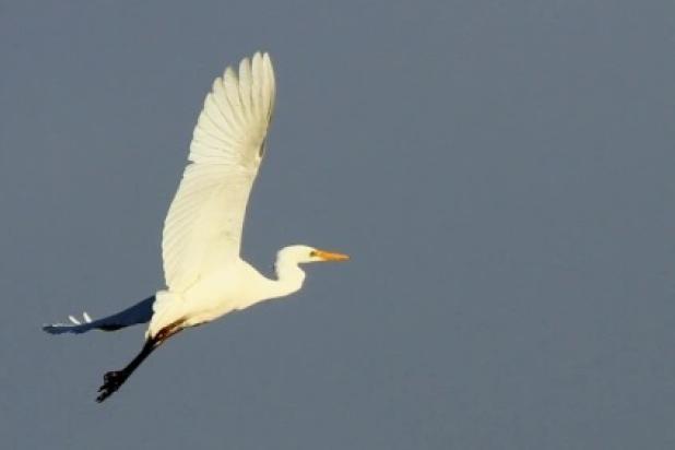 Grote Zilverreiger