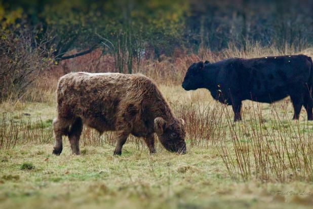 Hondsbossen - galloways