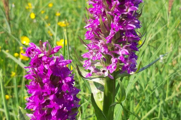 Brede orchis