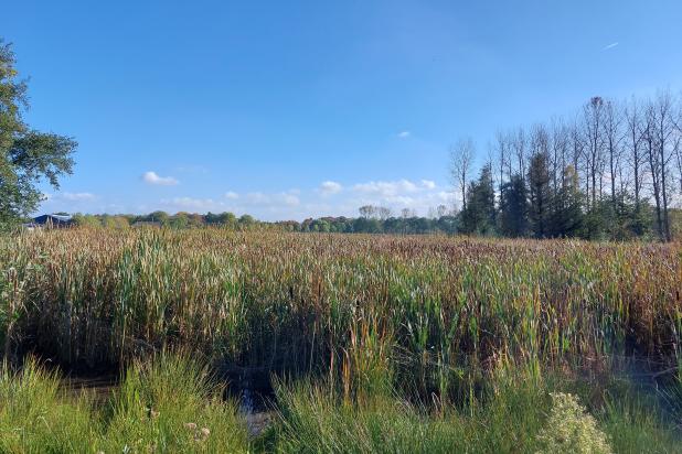 Paludicultuur met Lisdodde