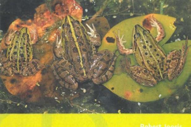 Pelophylax, de groene wachters aan de waterkant