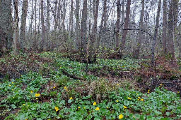 Elzenbroekbos in de Vallei van de Grote Beek