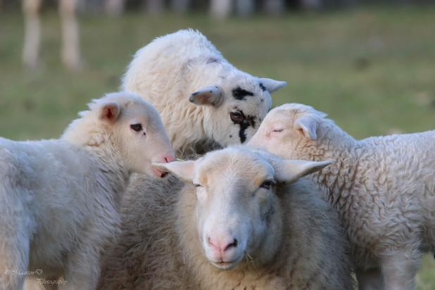 vorselaar schapen