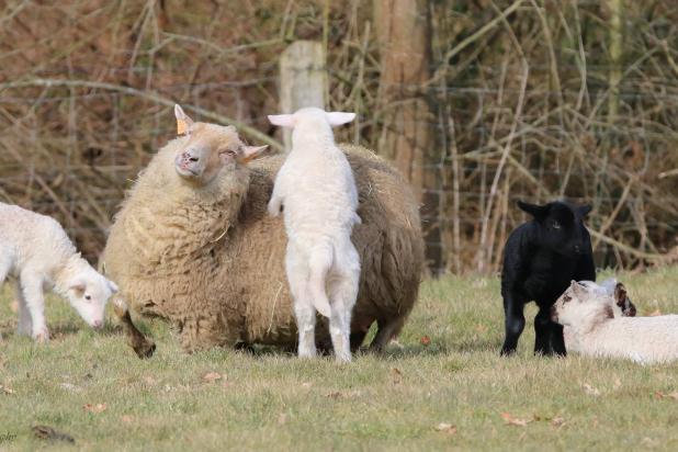 vorselaar schapen