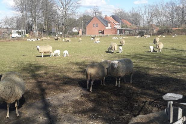 Vorselaar lammetjes