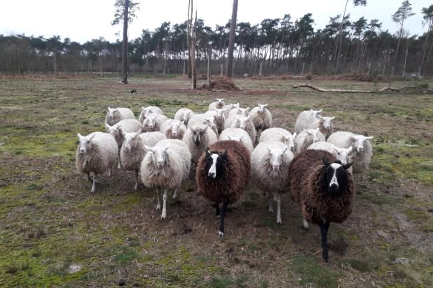vorselaar schapen