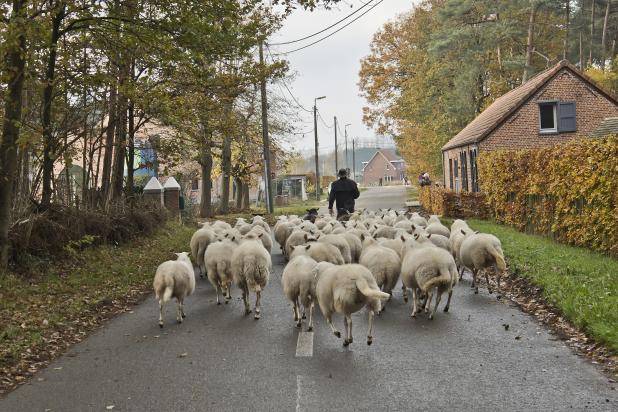 vorselaar_-_schapenoversteek_2021
