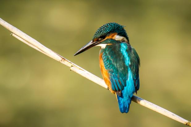 DE GAVERS_IJSVOGEL01_WIM STEELANDT