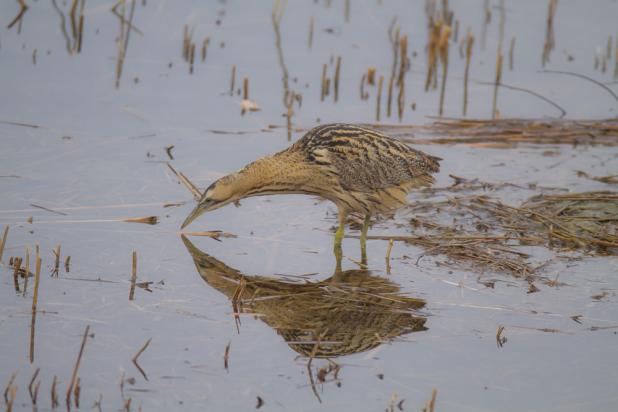 DE GAVERS_ROERDOMP01_WIM STEELANDT