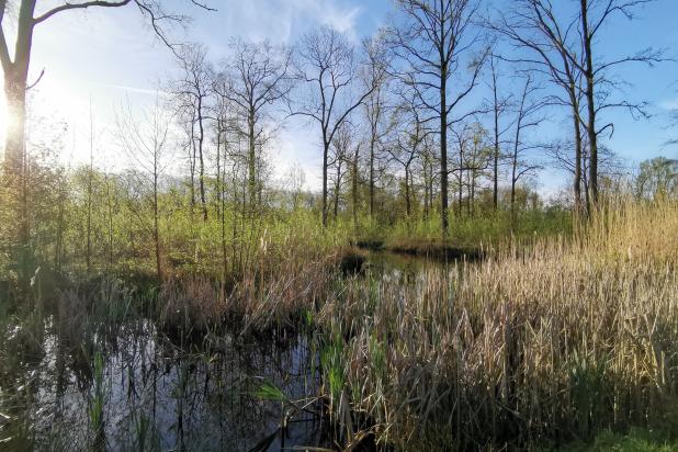 Excursie Kalkense Meersen_Donkmeer1