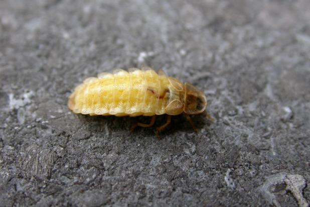 Kever - Kleine glimworm - waarnemingen.be - Philippe Vanmeerbeeck