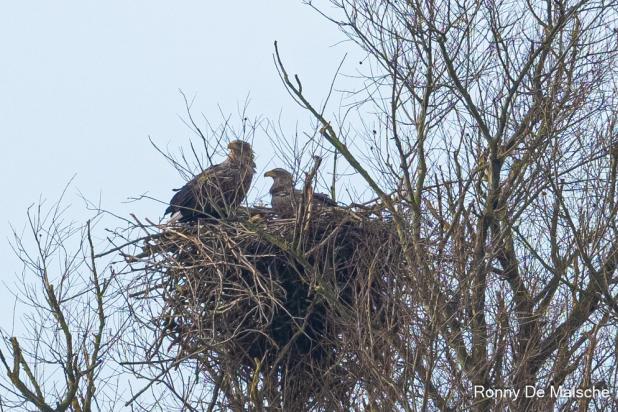 Paul en Betty op het nest