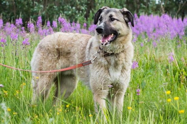 Honden aan de leiband aub