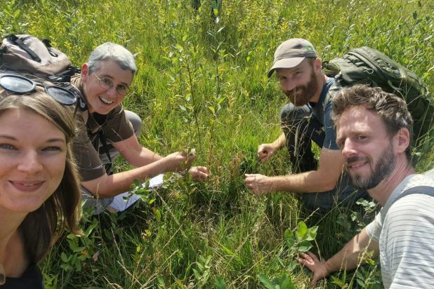 zaadinzameling klokjesgentiaan / seed harvesting of the marsh gentian