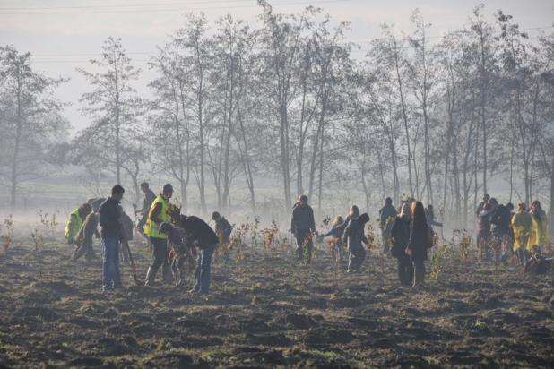 Bomen planten