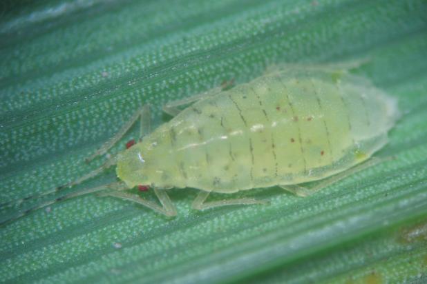 Subsaltusaphis picta - bladluis