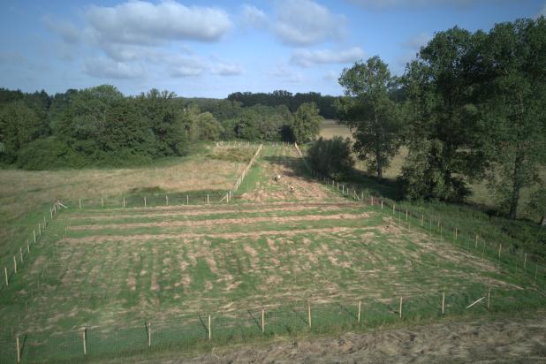 Paludicultuur met wilgen