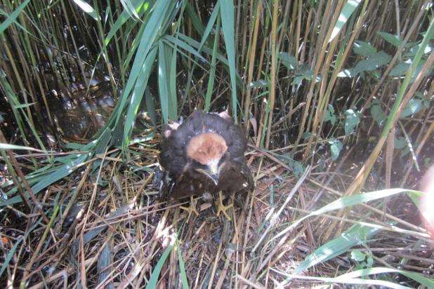 Bruine kiekendief op het nest