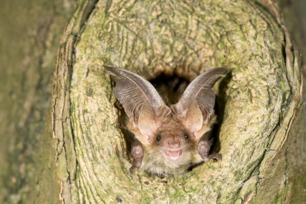 Gewone grootoorvleermuis