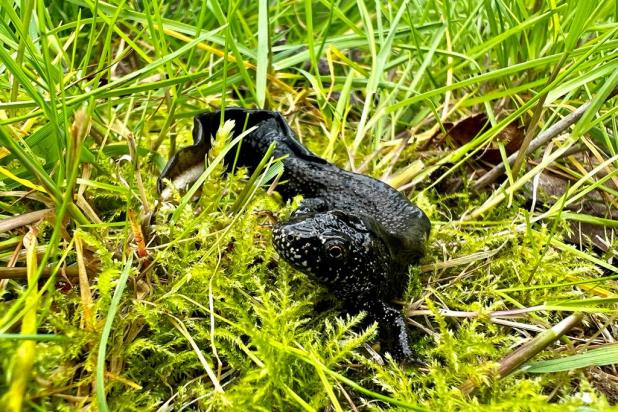 Kamsalamander in de Demerbeemden